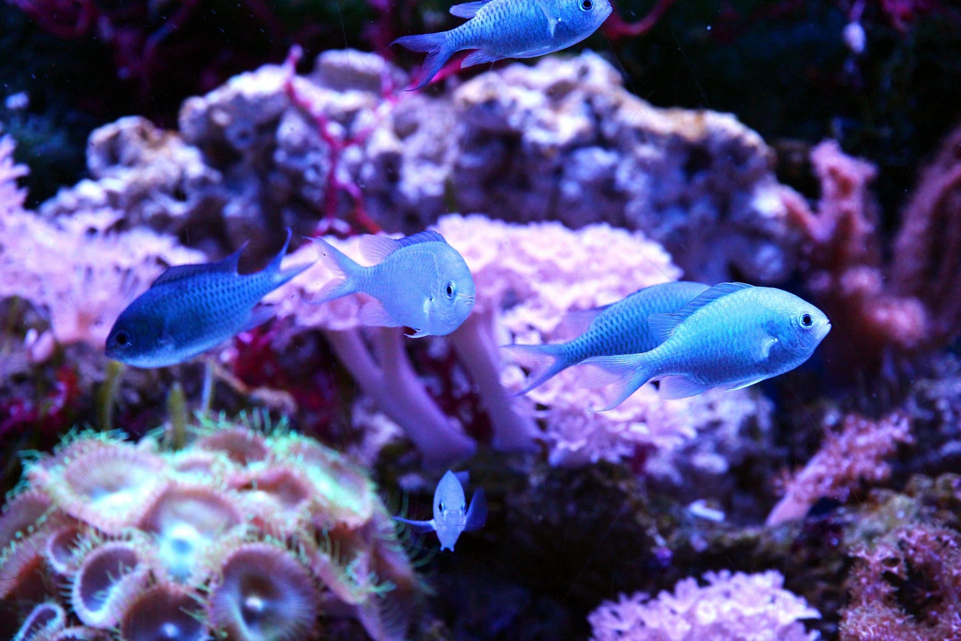 aquarium renayl